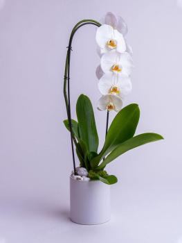 Biała Orchidea w białej, ceramicznej doniczce