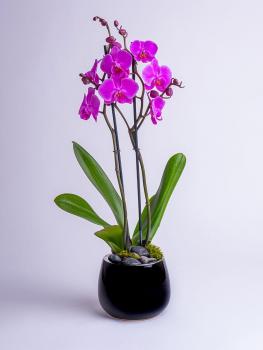 Fioletowa Orchidea w doniczce